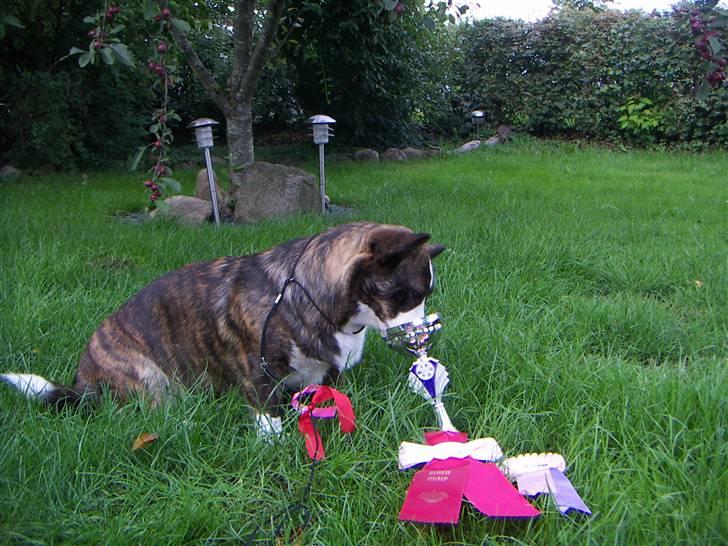 Welsh corgi cardigan Faarup Dana - juhu vi vindet igen billede 11