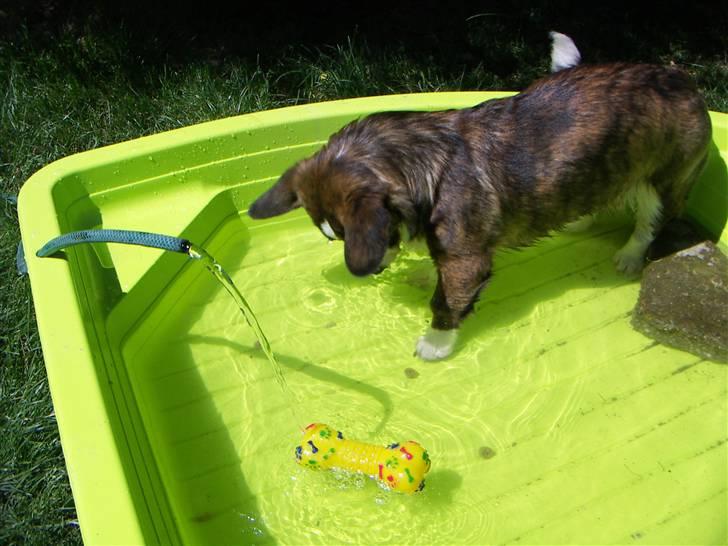 Welsh corgi cardigan Faarup Dana - en corgi er osse en vandhund billede 12