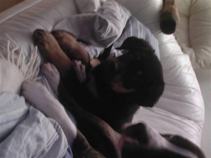 Rottweiler simba billede 12