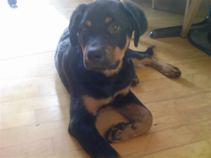 Rottweiler simba billede 13