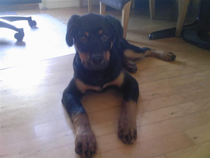 Rottweiler simba billede 14