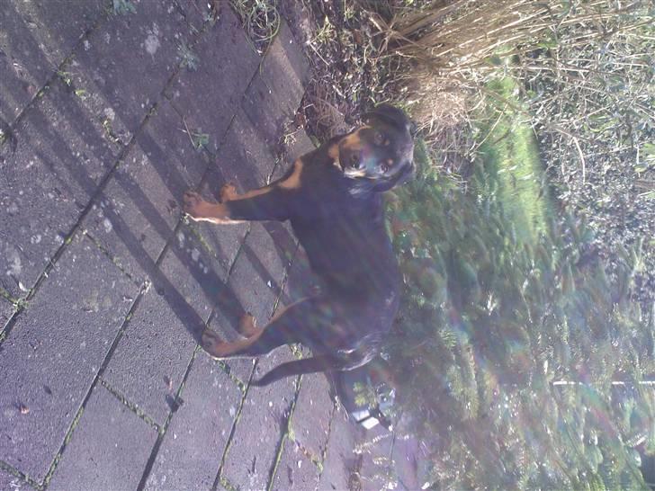 Rottweiler simba billede 15