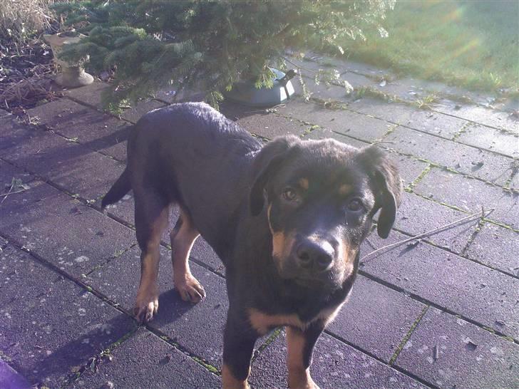 Rottweiler simba billede 16