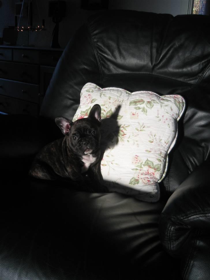Fransk bulldog Robert2 - 8 uger - og har allerede fundet sin ynglingsstol :-) billede 8