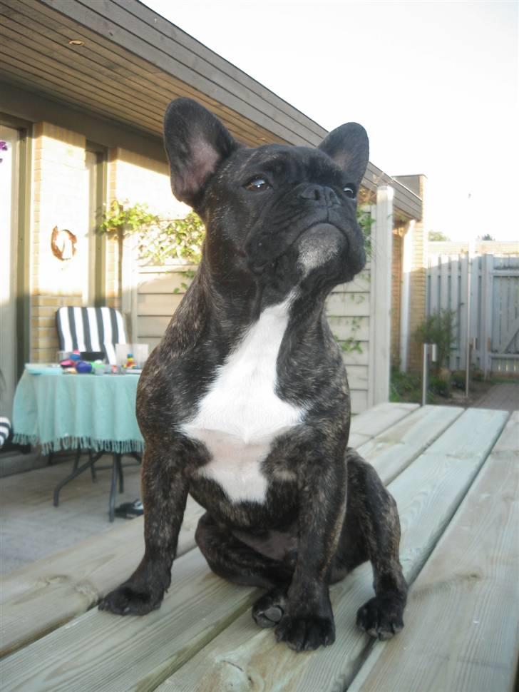 Fransk bulldog Robert2 billede 9