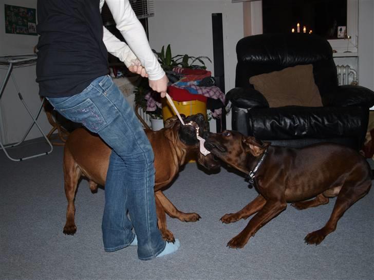 Bayersk vildtsporhund Thor <'3 - Her Slåser, Jeg , Chicco & Thor Om En Sook xD ! Foto: Kim Jensen. billede 16