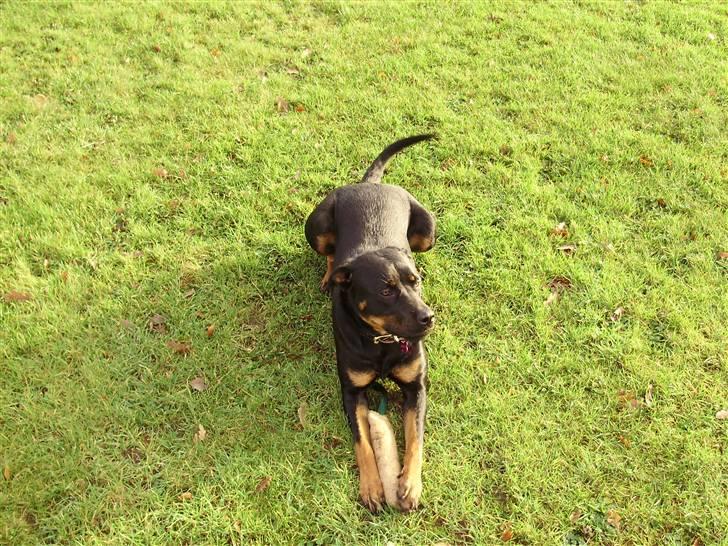 Rottweiler molly billede 9