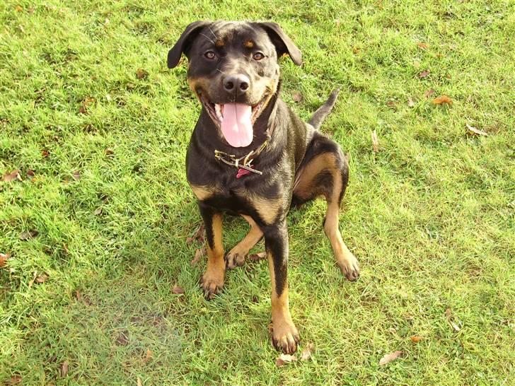 Rottweiler molly billede 10