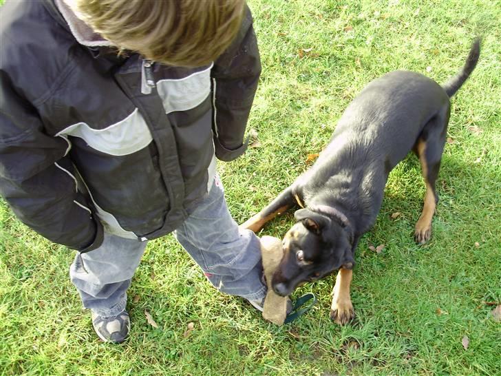 Rottweiler molly billede 11