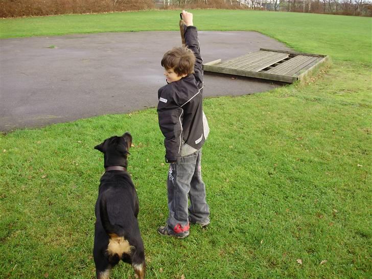 Rottweiler molly billede 12