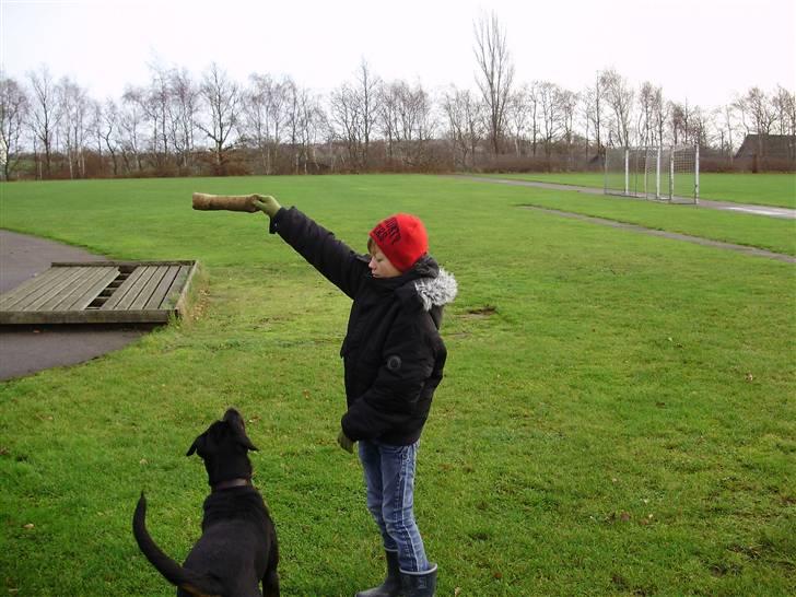 Rottweiler molly billede 13