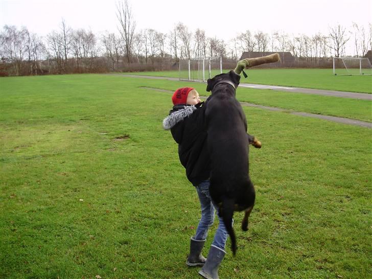 Rottweiler molly billede 14