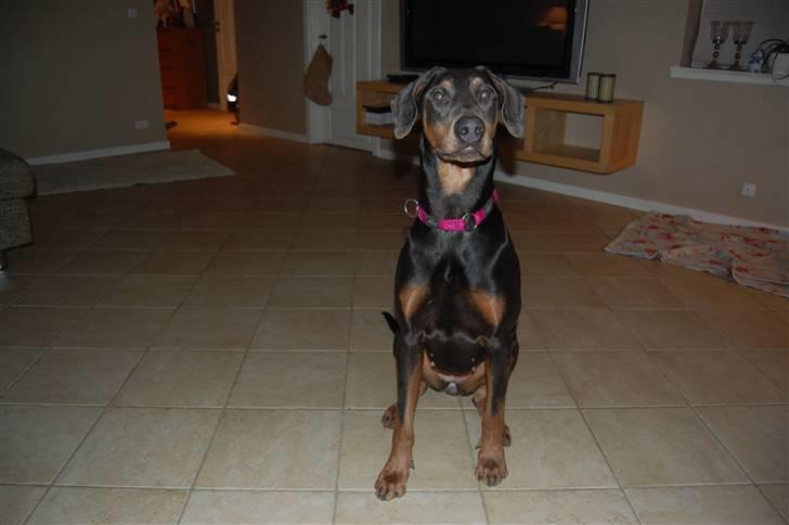 Blanding af racer chila billede 2