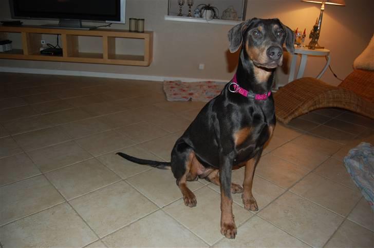 Blanding af racer chila billede 3