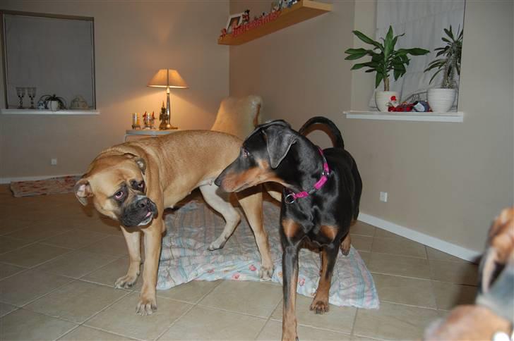 Blanding af racer chila billede 4