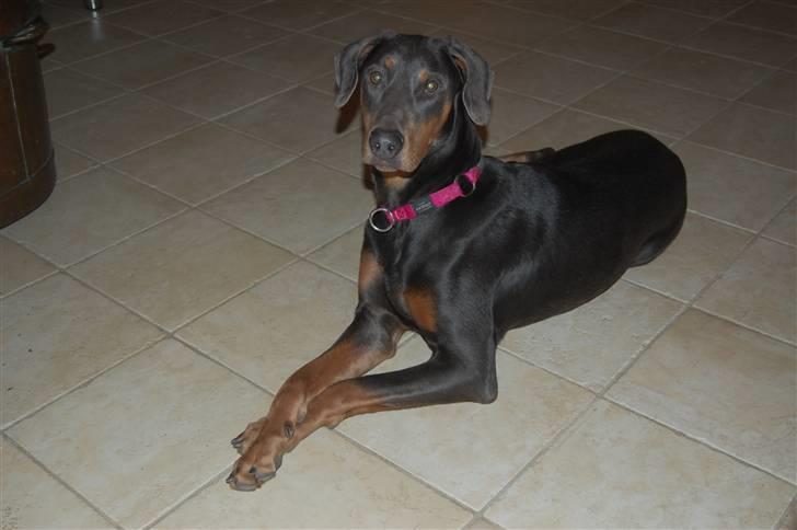 Blanding af racer chila billede 5