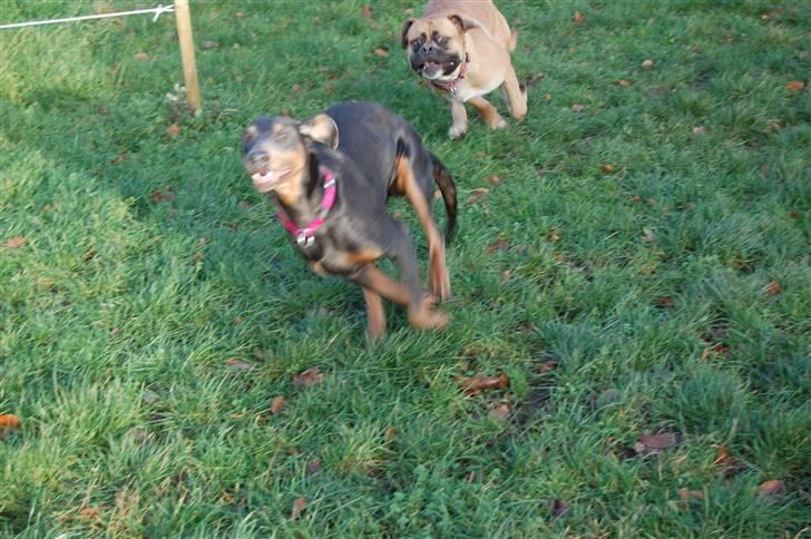 Blanding af racer chila billede 6