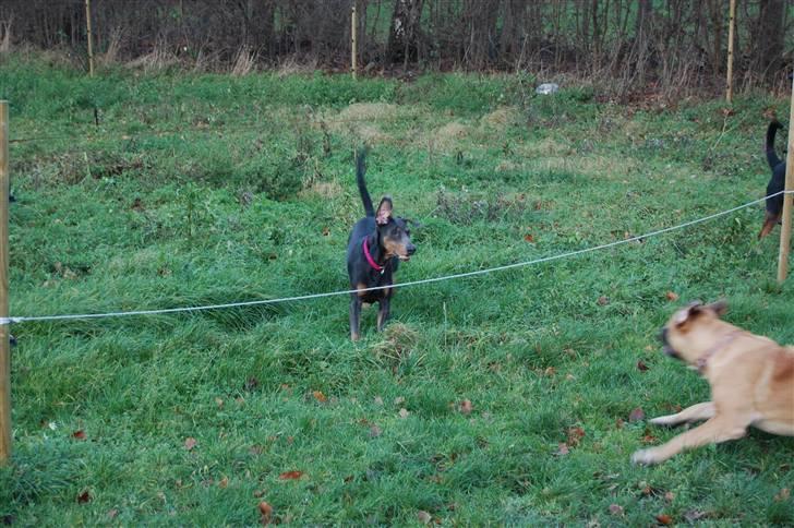 Blanding af racer chila billede 7