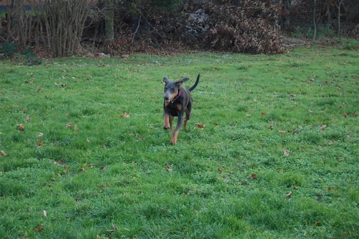 Blanding af racer chila billede 8