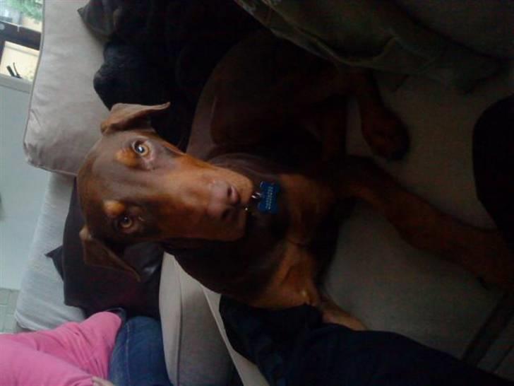 Dobermann Koko billede 13