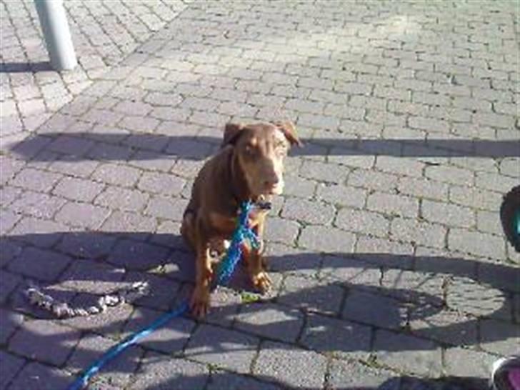 Dobermann Koko billede 14