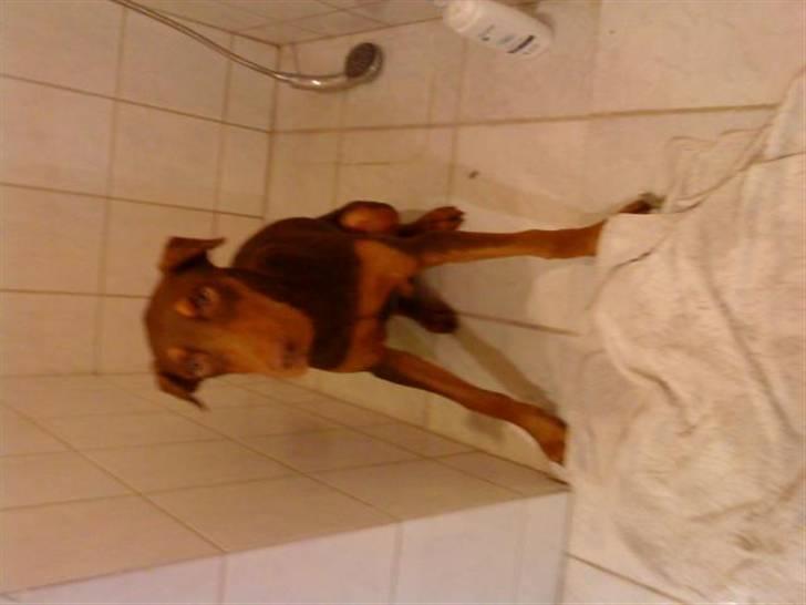 Dobermann Koko billede 15