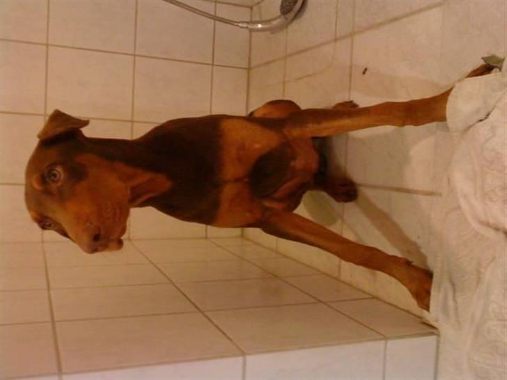 Dobermann Koko billede 16