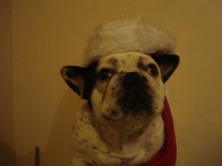 Fransk bulldog Gandorf  - Gandorf som julenisse  billede 6