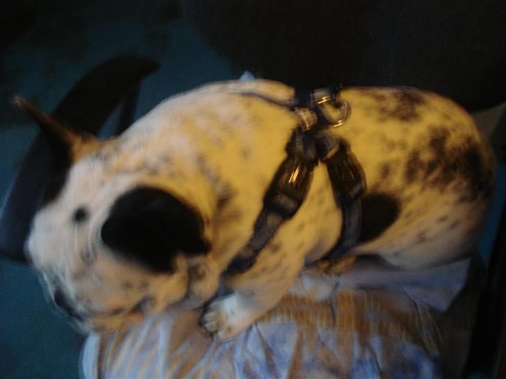 Fransk bulldog Gandorf  - Gandorf med sin Nye sele  " julegave"  EZY DOG billede 7