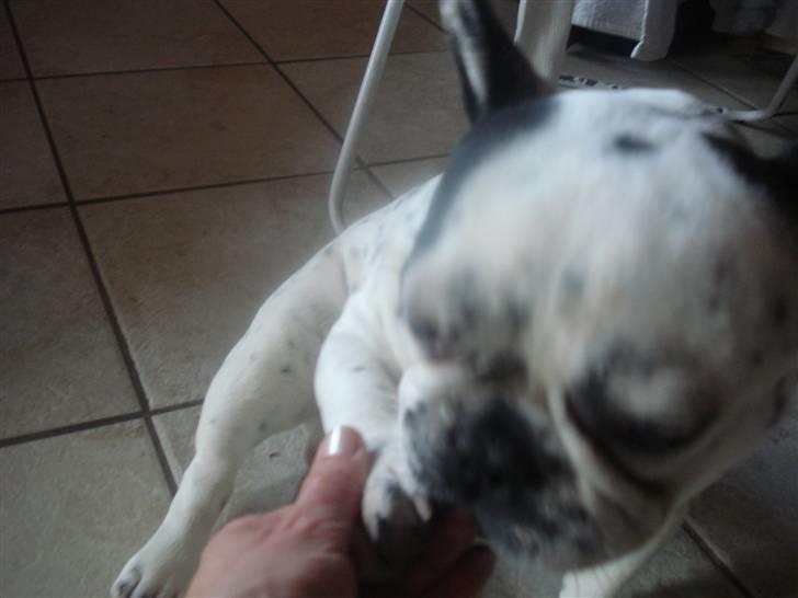 Fransk bulldog Gandorf  - Sådan en godt hund kan give pote til sin mor  billede 8