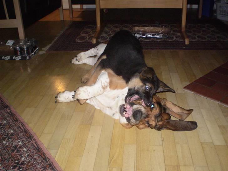 Basset hound Henry - Overfaldet af Lex billede 10