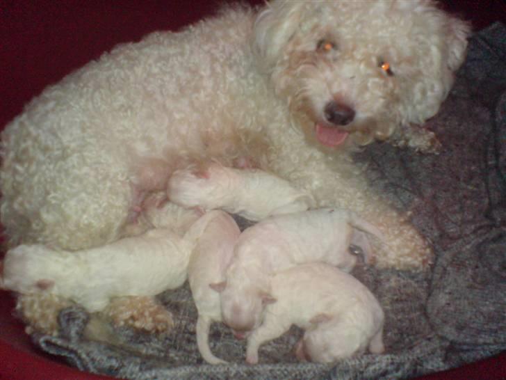 Bichon à poil frisé BIANCA - bianca med sine 5 hvalpe billede 5