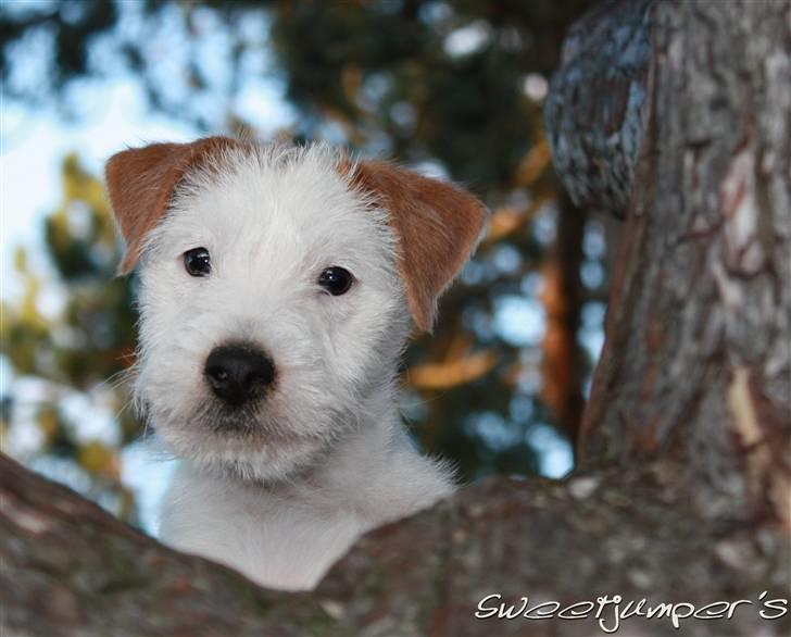 Parson russell terrier Tootsie billede 1