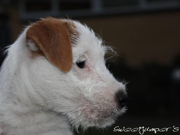 Parson russell terrier Tootsie billede 2