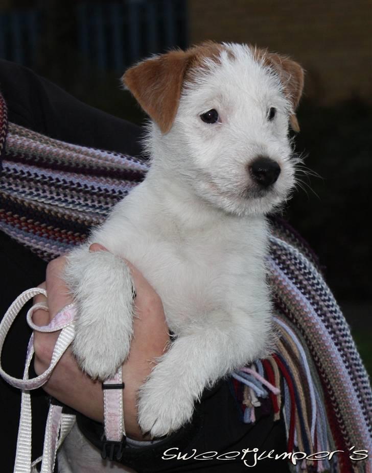 Parson russell terrier Tootsie billede 3