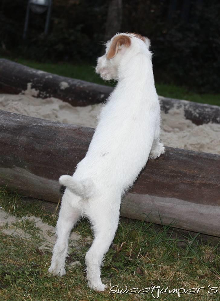 Parson russell terrier Tootsie billede 4