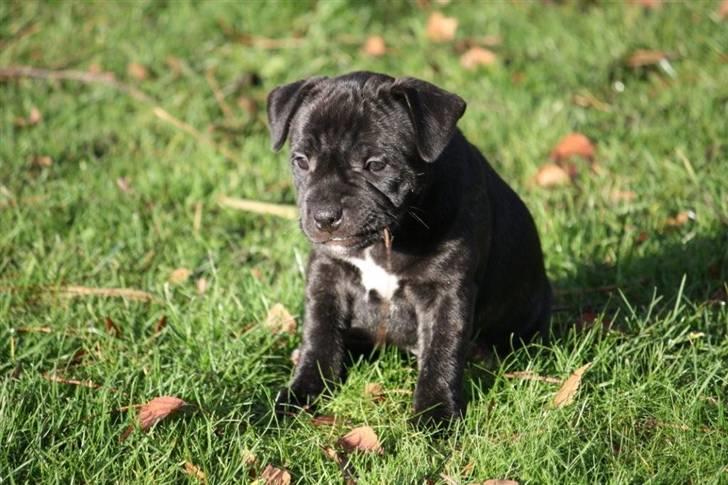 Staffordshire bull terrier Carla billede 1