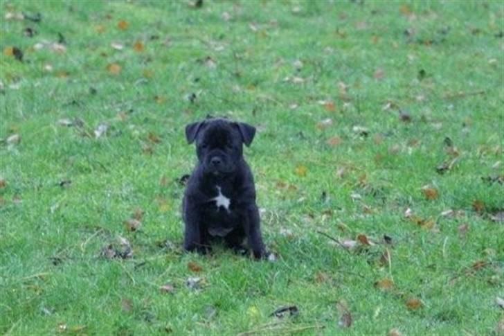 Staffordshire bull terrier Carla billede 2