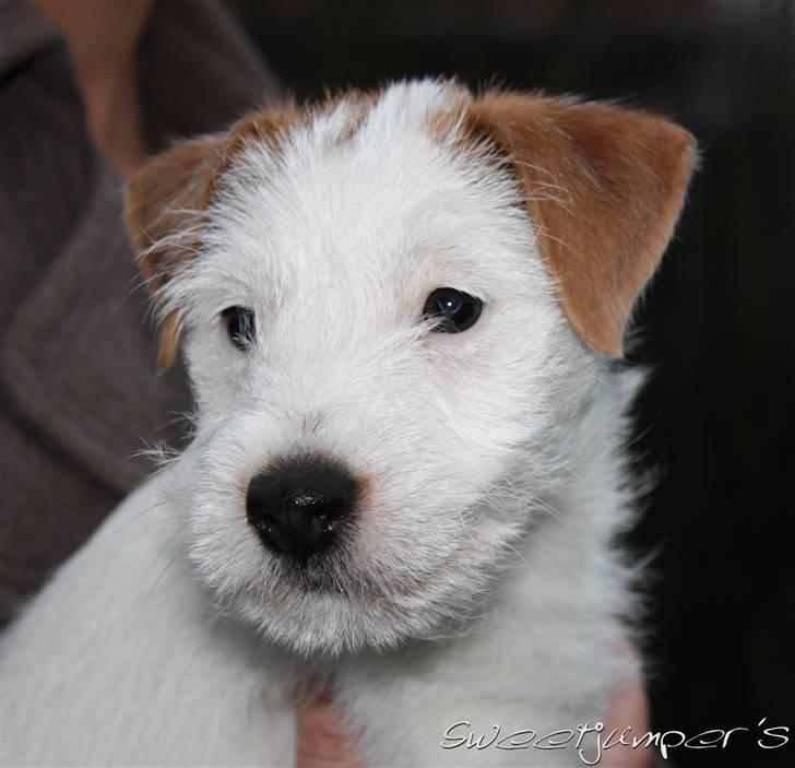Parson russell terrier Tootsie billede 5
