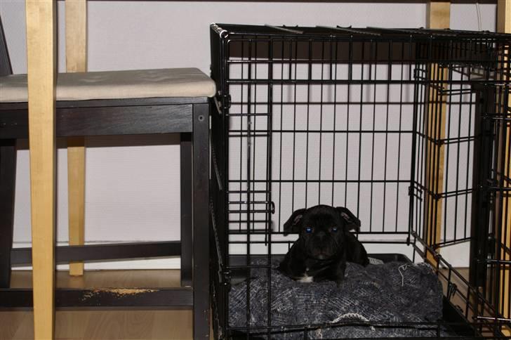 Staffordshire bull terrier Carla billede 3