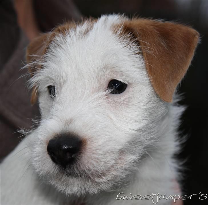 Parson russell terrier Tootsie billede 6