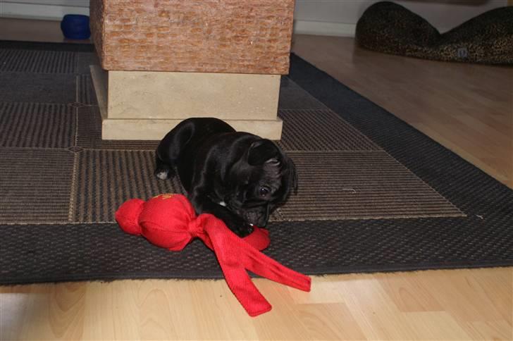 Staffordshire bull terrier Carla billede 4