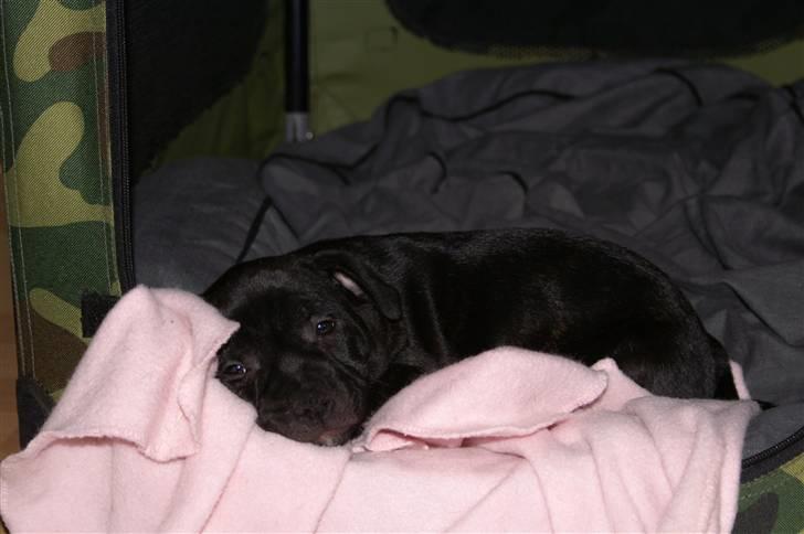 Staffordshire bull terrier Carla billede 5
