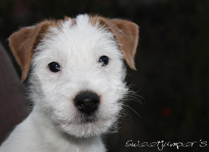 Parson russell terrier Tootsie billede 7
