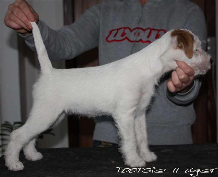 Parson russell terrier Tootsie billede 8