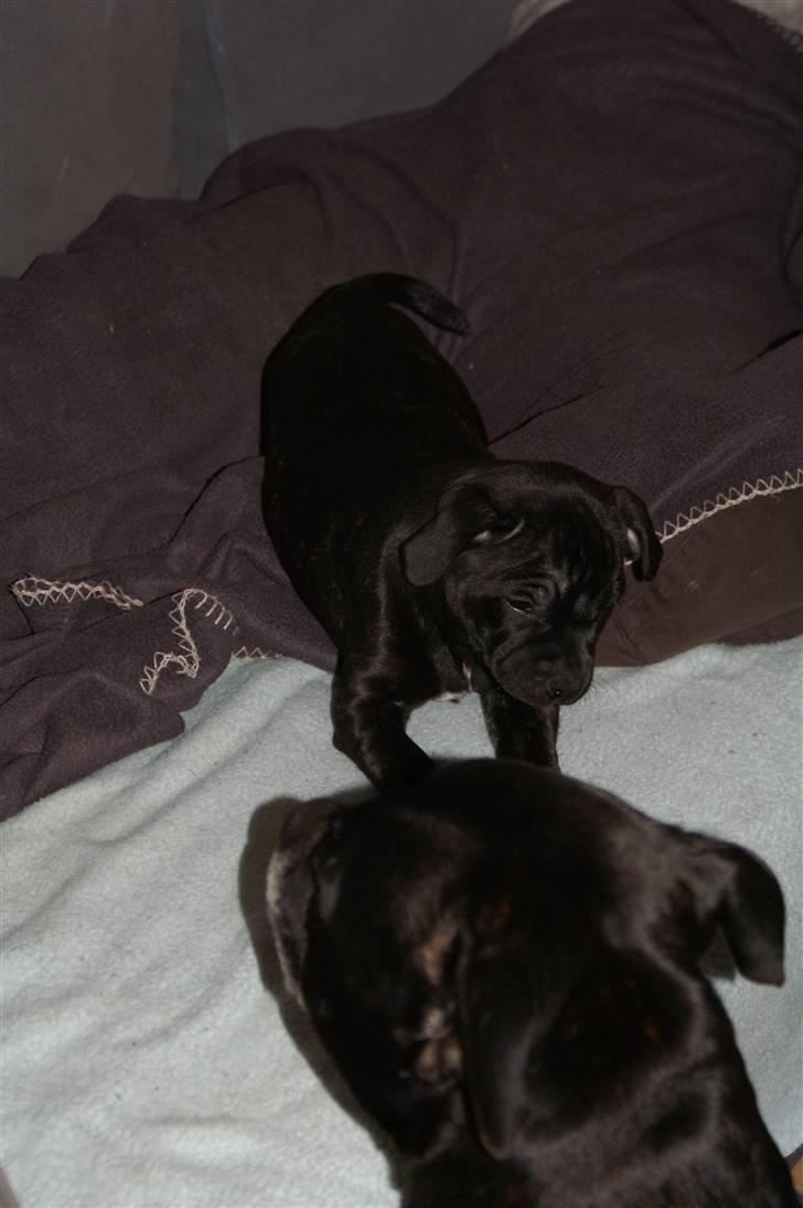 Staffordshire bull terrier Carla billede 6