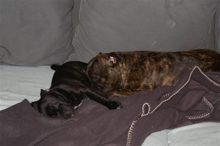 Staffordshire bull terrier Carla billede 7