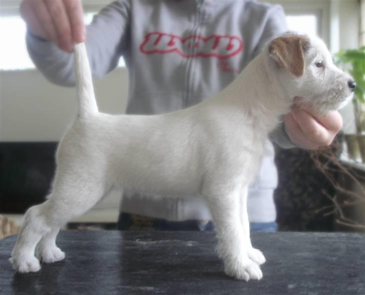 Parson russell terrier Tootsie billede 9