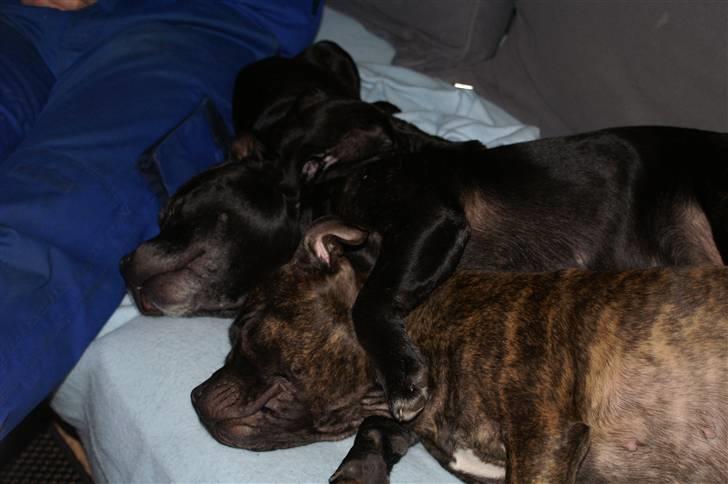 Staffordshire bull terrier Carla billede 8