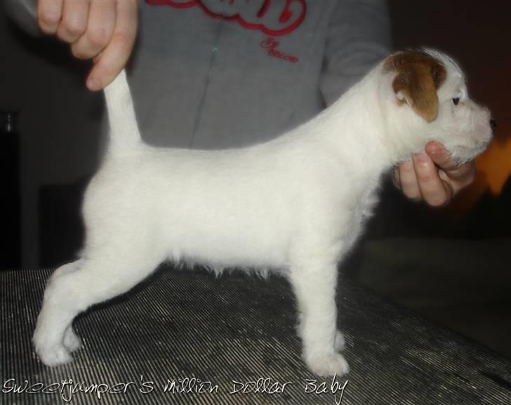 Parson russell terrier Tootsie billede 10